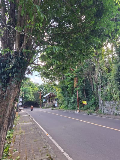 The image depicts a tree-lined road in Banjarangkan, Indonesia. A mature tree with thick, gnarled branches and dense green foliage dominates the left side of the foreground. Its trunk is partially covered in ivy. A paved sidewalk runs alongside the tree, featuring weathered square bricks with patches of grass growing between them. A scooter with a rider wearing an orange shirt is moving away from the viewer on the asphalt road, which is bordered by a white dashed line on the left and a solid yellow line on the right.
Further down the road, more trees and vegetation create a canopy, with sunlight filtering through the leaves. On the right side of the road, a stone wall is visible, covered in thick green ivy and other climbing plants. A lamppost with decorative gold elements stands near the road, and a yellow sign with Indonesian text, likely a "For Sale" or informational sign, is attached to it. In the background, a small, open-air structure with a thatched roof and supporting pillars is visible. The sky is partly cloudy and a bright blue. The overall impression is of a tropical, somewhat rural road environment.
