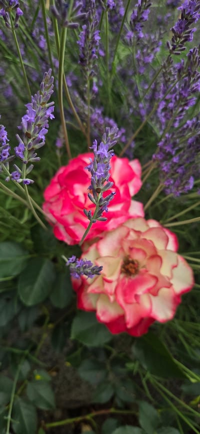 This media file displays a close-up, overhead view of a garden bed featuring roses and lavender. The scene is dominated by vibrant colors, with the deep pink and creamy white of two roses juxtaposed against the soft purple hues of the lavender blooms. The roses, appearing to be a bi-colored variety, have layered petals that create a sense of depth and texture. One rose is more in focus and centered, while another, slightly out of focus, is visible to its left.
Interspersed among the roses are several sprigs of lavender, their delicate, elongated flower spikes adding a touch of delicate detail and contrasting color. The lavender is arranged in clusters, with some sprigs extending forward into the foreground, creating a layered effect. The background consists of lush green foliage, providing a natural and verdant backdrop for the flowers. The lighting suggests it is daytime, likely in the morning or afternoon, with soft, diffused light that highlights the textures and colors of the plants without harsh shadows. There are no people or text visible in the image. The setting is a garden, consistent with the provided location context of Manderbach, Germany. The overall impression is one of natural beauty and tranquility.