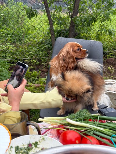 The image depicts an outdoor scene at a private residence in Bronnitsy, Russia. Two dogs are the primary subjects, a larger Cavalier King Charles Spaniel with auburn fur and a smaller, fluffy Pomeranian with golden-brown fur. They are seated on a dark gray outdoor chair.

A person's arm and hand are visible on the left, holding a smartphone displaying a picture of a dog. This suggests the person is either taking a photo or showing one to someone. The person is wearing a light yellow, ribbed garment.

In the foreground, a table or surface holds a variety of fresh produce, including ripe red tomatoes and green onions. A dark brown glass mug is also present on this surface.

The background shows a chain-link fence, lush green foliage, and the trunk of a tree, indicating a garden or backyard setting. The overall impression is a casual, outdoor gathering.