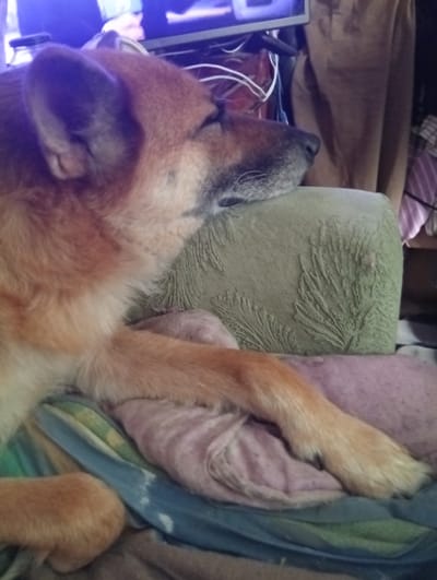 An indoor, close-up, medium shot shows a brown and tan dog resting its head on a textured, olive-green cushion. The dog's body is partially visible, lying on a folded blanket with blue and green stripes. The dog's right paw is extended across the blanket. In the background, a television screen displays a bright blue light, and a brown fabric hangs behind the cushion. The scene appears to be in a domestic setting.