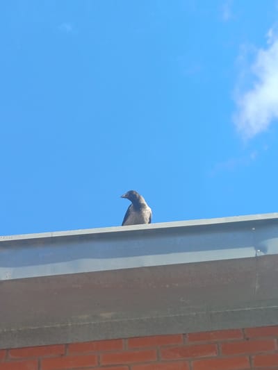 A hooded crow is perched on a metal gutter against a bright blue sky with scattered clouds. The crow is facing to the left, with its body angled slightly away from the camera. Below the gutter, a section of red brick wall is visible. The scene appears to be outdoors, possibly in an urban or suburban area.