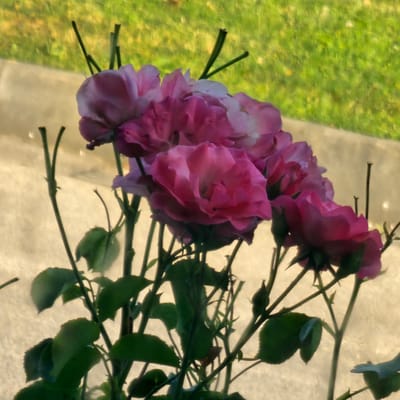This media file shows a close-up, vertically oriented view of a bouquet of pink roses with green leaves and stems. The roses appear to be in various stages of bloom, with some fully open and others still partially closed buds. The background is blurred, with a patch of green grass on the left and a light-colored, textured surface on the right. The lighting suggests it could be daytime, possibly outdoors or near a window, given the illumination and the presence of the grass. There are no people or text visible in the image. The overall impression is one of natural beauty and tranquility. The location context provided is Tsalapitsa, Bulgaria, which helps to place the image geographically. The bouquet itself is the primary subject, with the natural elements of grass and the textured surface forming the setting.