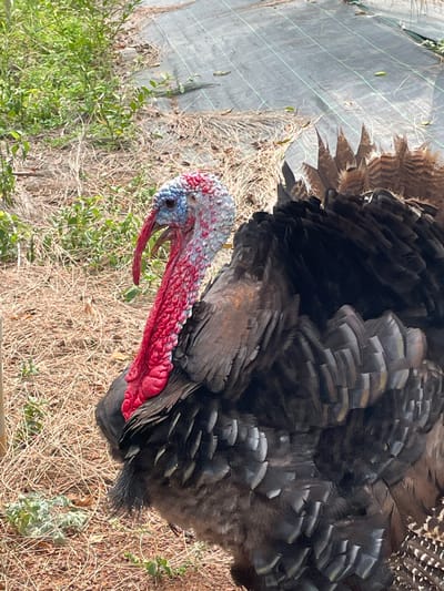 This image captures a close-up, vertical shot of a turkey in an outdoor, rural setting, likely in Dhundshi, India. The main subject is a large, dark-feathered turkey, possibly a tom, with its tail feathers partially fanned out, revealing iridescent brown and bronze patterns. Its head and neck are a striking feature, displaying vivid red wattles, particularly prominent along the throat and under the beak, and distinctive blue and white caruncles around the eyes and forehead. The turkey's head is turned to the left, and its beak is slightly open.
The ground around the turkey is covered in dry, light brown grass and sparse green foliage, suggesting a warm or arid climate. In the background to the left, a grey or dark green agricultural fabric, possibly a weed barrier or ground cover with grid lines, is visible. The scene is brightly lit by natural sunlight, indicating it is daytime. There is no visible text in the image. The turkey appears to be standing or slowly moving, possibly foraging, amidst the natural and agricultural elements of its environment.