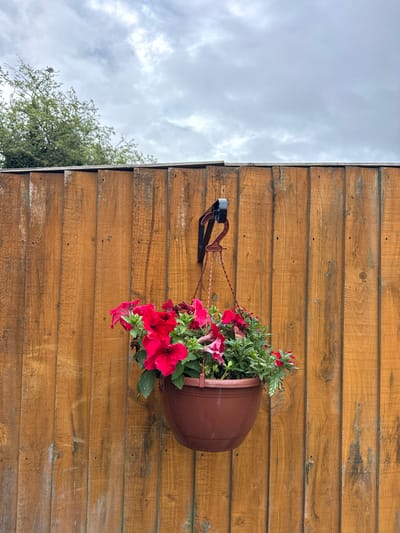 The image shows an outdoor scene featuring a wooden wall and a hanging plant under a cloudy sky. The majority of the frame is dominated by a wall constructed from horizontal wooden planks, displaying natural variations in brown tones and some weathered marks. Attached to this wall is a brown hanging planter, filled with lush green foliage and vibrant red and pink flowers, which appear to be petunias. The planter is suspended by a black and brown bracket and brown braided cords.

To the left of the wooden wall, an overcast sky with grey clouds fills the remaining space. In the lower-left corner, the green leaves and branches of a tree are visible against the sky. A small, light-colored bird is perched on one of the tree branches. The setting suggests a daytime scene with cloudy weather, likely in a garden or yard in Hazlemere, United Kingdom. No text is visible in the image.