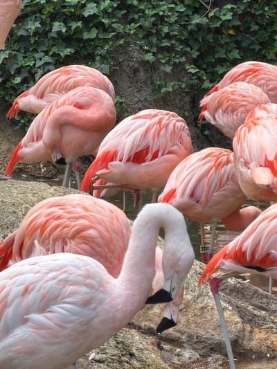 The image shows a group of flamingos with pink and white feathers. Some are standing upright while others have their heads tucked into their bodies. They are near a rock wall and green vegetation. The location is the Atlanta Zoo, Atlanta, United States of America.