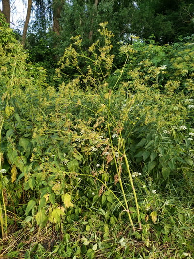 This is a vertical, full shot image of a dense thicket of wild plants bathed in the warm glow of what appears to be late afternoon or early morning sunlight. The foreground is dominated by tall, leafy green plants with delicate, pale yellow, umbel-shaped flower clusters. Some of these stalks are quite thick and reddish-brown towards the base, with visible roots at ground level. Interspersed among these are plants with serrated leaves, likely nettles, and other broad-leafed plants. In the background, the foliage becomes denser, with darker green leaves and the hint of tree trunks and branches, suggesting a woodland edge or a wild, overgrown area. The overall scene is lush and natural, with a sense of untamed growth. The lighting creates dappled shadows and highlights the textures of the leaves and flowers, giving the image a slightly hazy, serene quality. There is no visible text. The location context is Nosivka, Ukraine.