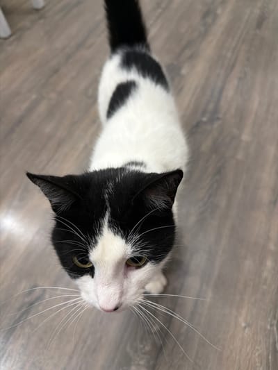 The image shows a black and white cat lying on a wooden floor. The cat is looking up and to the right, with its mouth slightly open. Its fur is short and sleek, and it has a white chest and paws. The floor is made of light-colored wood planks, and the lighting suggests it is daytime. The overall impression is one of a domestic cat in a relaxed setting. There is no visible text in the image. The location context provided is Yuzhny, Russia.