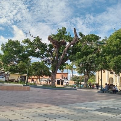 The image depicts a public square in Duaca, Venezuela, under a bright, partly cloudy sky. In the foreground, a paved area with square tiles is visible, with a low, light-colored stone bench running along the left side. A large, old tree with a thick, gnarled trunk and prominent branches dominates the center of the frame. It has a significant amount of foliage, but also appears to have dead or broken sections, with epiphytes growing on its bark.

Behind the tree, a low brick building with multiple windows and air conditioning units is visible. A white truck is parked in front of it. To the right of the tree, a cluster of people are seated and standing along a raised stone planter. Some are looking at their phones, while others are conversing. One individual is standing near a light pole. Further to the right, a light-colored building with arched doorways and columns, possibly a church or public institution, is partially visible.

Other trees with green foliage surround the square, and palm trees are interspersed among them. A white pickup truck with a flatbed is parked on the left side of the scene. The overall impression is a lively, everyday scene in a Venezuelan town square.