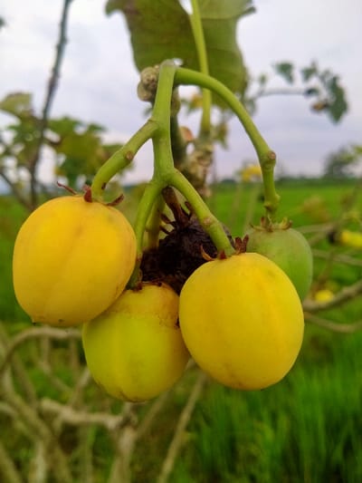 The image presents a close-up, shallow-depth-of-field view of a cluster of Jatropha curcas fruits (physic nuts) hanging from a plant stem. The scene is located in Kedawung, Indonesia. Three primary fruits are distinctly visible, ovate in shape, and bright yellow, indicating ripeness. A fourth fruit, partially obscured towards the upper right, is light green and appears less mature. A dark, shriveled fruit or remnant is positioned centrally within the fruit cluster. All fruits are attached to a branching, light green stem. The background is out of focus, consisting of an overcast or pale sky in the upper portion and dense green vegetation, consistent with agricultural fields or natural foliage, in the middle and lower sections. No human subjects, actions, or interactions are discernible.