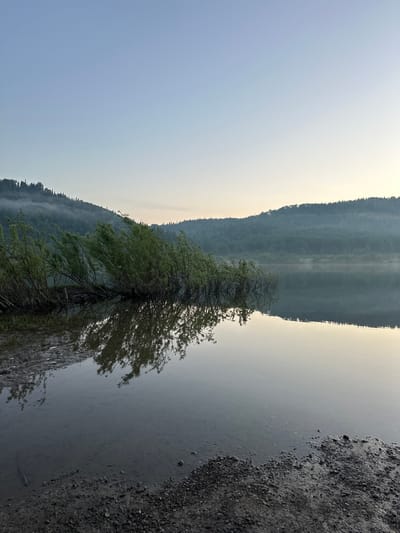 The image depicts a serene natural landscape at dawn, likely near Zelenogorskiy, Russia, characterized by a tranquil lake reflecting the clear, pale blue sky and distant, mist-shrouded hills. The foreground shows a muddy shoreline with scattered pebbles and a cluster of overhanging green willow branches dipping into the water. These branches, with their thin, wispy leaves, are heavily reflected on the lake's glassy surface, creating a mirror image. The water itself is calm, with only slight ripples disturbing the reflection. The hills in the background are covered in dense evergreen forest, with a low-lying mist clinging to their slopes, suggesting a cool, humid morning. The overall atmosphere is one of quietude and natural beauty, typical of early morning in a forested, lakeside environment. There are no people or man-made structures visible in the scene.