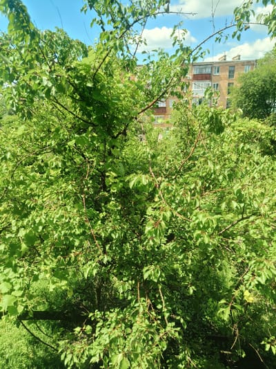 The image depicts a dense, leafy green tree in the foreground, with its branches partially obscuring a light brown brick apartment building in the background. The building appears to be several stories high, with visible windows and balconies. The sky above is blue with scattered white clouds. The scene suggests an outdoor environment within a city, likely in a residential area. The lush foliage indicates a warm season. The specific location is identified as Kalynivka, Ukraine.