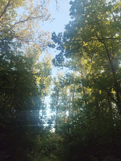 The media file captures a low-angle view looking up into the canopy of a forest under a clear blue sky. The subjects are trees with lush green foliage, some illuminated by sunlight filtering through the leaves. The scene is a natural forest setting, likely during the daytime given the bright sky.
Notable details include the dappled sunlight creating a slightly hazy or lens-flare effect in some areas, particularly towards the center-left of the image, suggesting a sunny day. The leaves are predominantly a vibrant green, indicating it is likely summer or late spring. The tall, slender trees in the background, contrasted with the thicker trunks and branches in the foreground, suggest a mix of tree types and potentially an older forest. The perspective looking upwards creates a sense of looking into a natural cathedral or a dense, enclosed space formed by the trees.
There is no activity or event taking place, as the image is a still shot of the forest. There is no visible text in the image. The emotion evoked is one of tranquility and being immersed in nature, with a touch of awe inspired by the scale of the trees reaching towards the sky. The location context of Kolpino, Russia, places this scene within a specific geographical area known for its forests and natural landscapes.