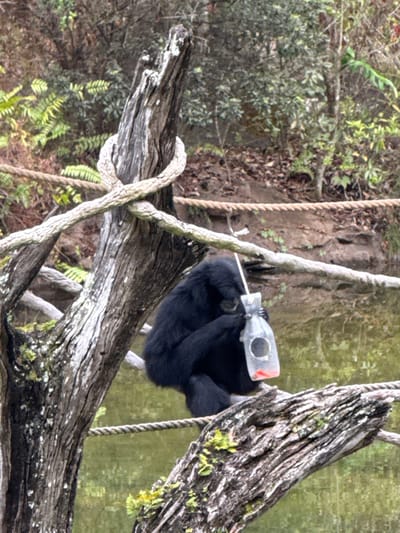 A black gibbon sits on a thick, textured tan rope within an animal enclosure in Bay Lake, United States, likely Disney's Animal Kingdom. The gibbon is positioned centrally, facing slightly left, actively holding a translucent plastic bottle with a white straw inserted. A reddish-orange liquid is visible at the bottom of the bottle, which appears to be a feeder. The bottle is suspended by a thin white line attached to an unseen point above. The gibbon's left arm is wrapped around the bottle, and its right hand manipulates the straw. The rope it perches on is secured to a large, weathered tree trunk on the left. In the background, a body of green-tinted water is present, bordered by dense natural foliage, including ferns and trees, suggesting a naturalistic habitat. Another rope is visible horizontally behind the primary rope.
