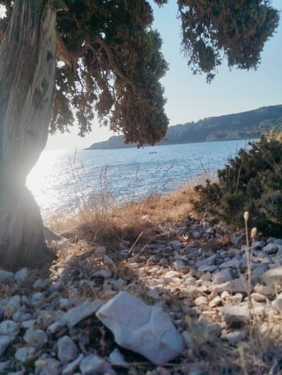The image depicts a rocky, coastal landscape in Karaburun, Turkey, bathed in the warm light of late afternoon. In the foreground, a gnarled tree with a textured, light-colored trunk dominates the left side, its branches laden with dark green foliage. The ground is covered with various-sized stones and dry, straw-like grass.
Beyond the immediate foreground, the bright blue sea stretches out, its surface shimmering with sunlight. A thin line of dry, golden grass and low-lying green bushes separates the rocky shore from the water. In the distance, a verdant, hilly coastline is visible under a clear, pale blue sky. Two small, dark boats are present on the water, suggesting human activity. The overall atmosphere is serene and natural, characteristic of a coastal region.