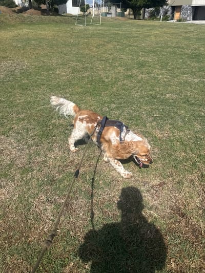 A tan and white cocker spaniel is standing on a grassy field in San Pedro Cholula, Mexico, wearing a black harness and leash. The leash extends towards the shadow of a person on the grass. In the background are buildings, trees, and a soccer goal. The grass is mostly green but has patches of dried-out areas.