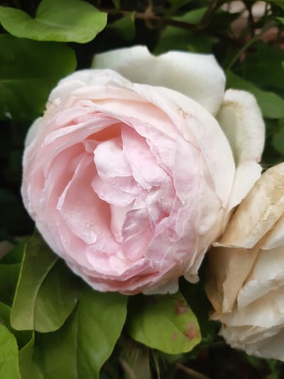 A close-up, high-angle shot captures a light pink rose in full bloom, surrounded by dark green foliage. The rose's petals are delicate and layered, with some showing slight browning and water droplets. Another rose, mostly white with hints of cream and brown, is visible to the right of the main subject. The background is a blur of green leaves and darker shadows, suggesting an outdoor setting in a garden. The image does not depict any people or specific urban features of Бактуу-Долоноту, Kyrgyzstan.