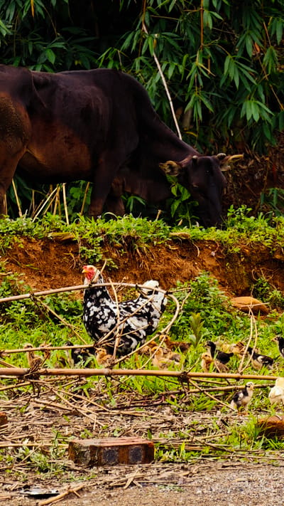 In Dế Xu Phình, Vietnam, a detailed outdoor scene depicts multiple domestic animals within a natural, terraced environment. In the upper section, a dark brown bovine, likely a cow, is seen grazing on green vegetation atop a raised dirt bank. Its head is lowered, indicating foraging activity. Behind the cow, a dense backdrop of tall, slender green-leafed plants, consistent with bamboo, is visible. On a lower ground level, separated by the earthen bank, a black and white speckled hen with a prominent red comb and wattle stands amidst a scattering of dry, intertwined branches and sparse green grass. Numerous small chicks, exhibiting varied plumage from light yellow to patterned black and white, are distributed around the hen, some visible in the immediate foreground and others partially obscured by the dry branches. The ground in the lower half of the image consists of dry leaves, small sticks, patches of green grass, and exposed reddish-brown soil. A single, weathered red brick is horizontally positioned in the lower-left foreground. The scene is observed under natural daylight.