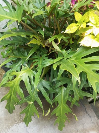 The scene depicts a dense arrangement of plants situated in the city of Pandaria, India. In the foreground and midground, a prominent plant displays numerous large, deeply lobed, dark to vibrant green leaves, characteristic of a *Philodendron* species, some showing water droplets on their surfaces. Visible among these are reddish-brown stems. To the upper right, a distinct plant cluster features smaller, variegated leaves primarily in shades of light green and yellow, with hints of purple or dark red on some leaves, consistent with a *Coleus* variety. The lower portion of the image reveals a grey concrete surface, visibly damp with scattered moisture. No people or human activity are observed within the frame.