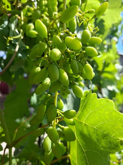 A cluster of unripe, green grapes hangs from a vine, partially obscured by lush green leaves. The grapes are elongated and oval-shaped, clustered together on thin stems. The sunlight filters through the leaves, creating dappled shadows on the grapes and highlighting the intricate vein patterns of a large leaf in the foreground. The background is a soft blur of green foliage and a hint of blue sky, suggesting an outdoor setting. There are no people or animals visible in the image. The scene is located in Novostroyka, Russia.