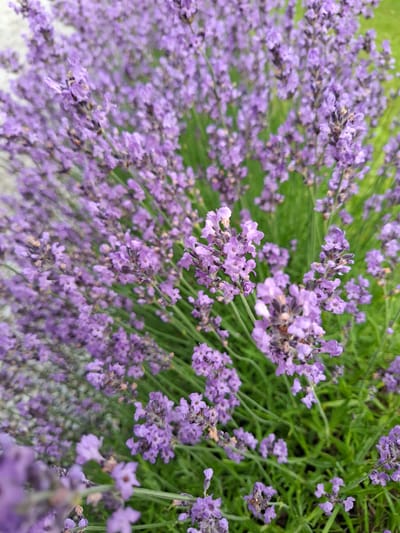 A close-up, eye-level view captures a dense cluster of blooming lavender plants in Middleton Tyas, United Kingdom. The flowers are a vibrant shade of purple, with individual florets densely packed along slender green stems. The background is a soft blur of more lavender and green foliage, suggesting a garden or natural setting. The lighting is diffused, casting no harsh shadows. There are no people or animals visible in the image.
