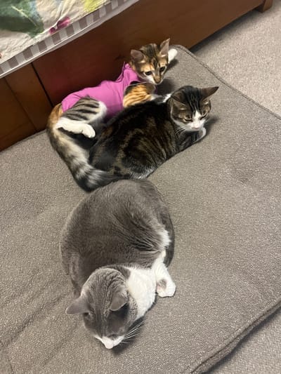 The image shows three cats resting on a gray fabric couch. The cat on the left is a small tabby wearing a pink shirt. Next to it is a brown tabby cat lying on its side. To the right, a gray and white cat is curled into a ball. The background includes a wooden cabinet to the left of the couch and a bed with a floral patterned sheet. No location is available.