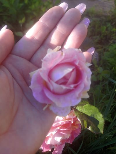 In Myrne, Ukraine, a person's hand, with long, light purple, glitter-encrusted fingernails, cradles a delicate pink rose. The rose, in partial bloom, rests in the palm, its petals a soft blend of pink and white. In the background, blurred greenery suggests an outdoor setting, possibly a garden. Another pink rose, out of focus, is visible below the hand. Sunlight casts a warm glow, highlighting the textures of the skin and the flower.