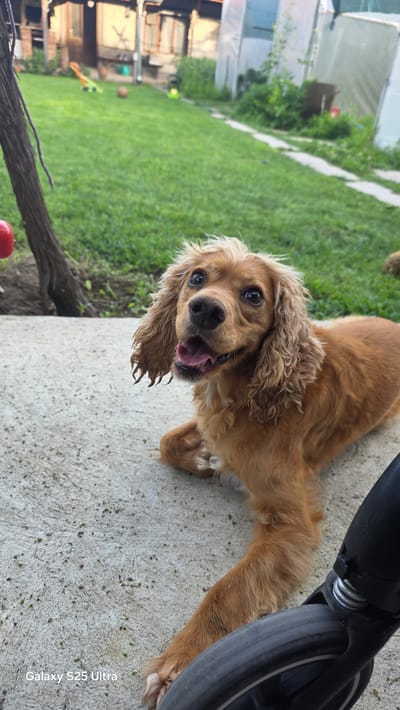 A medium shot captures a light brown Cocker Spaniel dog lying on a concrete surface in a backyard. The dog's mouth is open, and its tongue is visible, giving it a happy or panting expression. Its floppy ears are long and wavy, and its eyes are dark and attentive. The dog is positioned in the foreground, facing slightly to the left of the camera.
In the background, a lush green lawn extends into the distance. Various objects are scattered across the yard, including a red ball hanging from a tree branch on the left, a blue and yellow seesaw-like toy, a brown ball, and some white structures that appear to be greenhouses or shelters. A path or walkway, also made of concrete, is visible in the mid-ground, curving through the grass. A tree trunk is prominent on the left side of the image, near the hanging red ball.
The overall scene suggests a residential outdoor environment. The presence of toys and the relaxed posture of the dog indicate a domestic setting, likely a backyard in a suburban or rural area. The lighting suggests it is daytime, possibly late afternoon given the warm tones. The watermark "Galaxy S25 Ultra" is visible in the bottom left corner, indicating the device used for capture. The location is identified as Ezerovo, Bulgaria.
