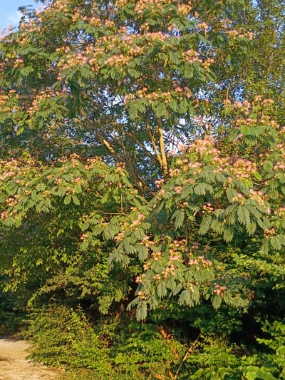 The image shows a large mimosa tree in bloom, its branches covered in delicate pink flowers and compound leaves. The tree is situated on the edge of a dirt path, which curves away to the left. The surrounding area is dense with green foliage and undergrowth, suggesting a natural or semi-natural environment. The lighting indicates it is late afternoon or early morning, with the sun casting a warm glow on the scene. The location is identified as being in the city of Richmond, United States of America. There are no people or animals visible in the frame.