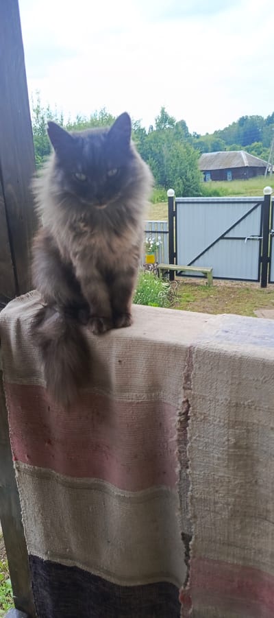 A long-haired gray cat is sitting on a striped blanket. The cat is looking directly at the camera with its ears perked. In the background, there is a wooden fence, a house, trees, and a cloudy sky. The scene appears to be in a rural or suburban setting, possibly a yard or garden. There is no indication that this image is related to the city of Krasnoyarsk, Russia.