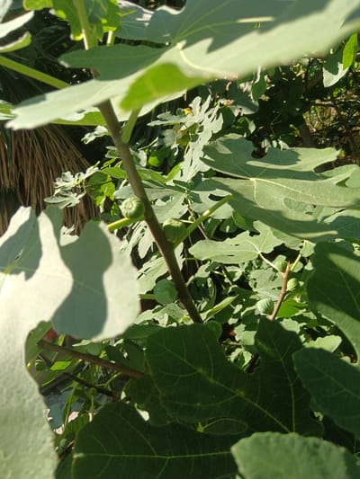The image shows a close-up view of a fig tree in Municipal Unit of Vocha, Greece. Several green, unripe figs are visible on the branches, surrounded by large, lobed leaves. The scene is illuminated by natural sunlight, creating shadows and highlighting the textures of the foliage. The background is filled with more leaves and branches, suggesting a dense canopy. There are no people or animals present in the image.