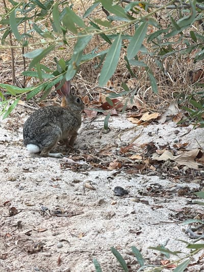 A wild rabbit with gray-brown fur and a white tail sits on sandy ground partially covered with dry leaves and twigs, beneath a low-hanging branch of a leafy green tree. The scene appears to be in a natural outdoor setting. This image was captured in Lake Forest, United States of America.