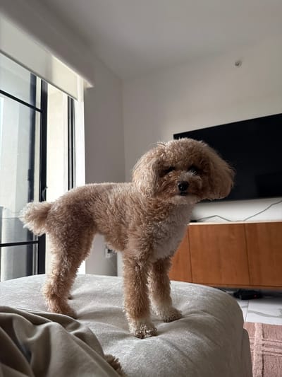 A light brown poodle stands on a plush, beige surface, facing left in a full-body shot. The dog has curly fur and is looking directly at the camera. Behind the dog, a large black television screen is mounted above a wooden cabinet. To the left of the dog, a window with vertical blinds is visible. The scene appears to be indoors, possibly in a living room or bedroom, in Boca Raton, United States of America.