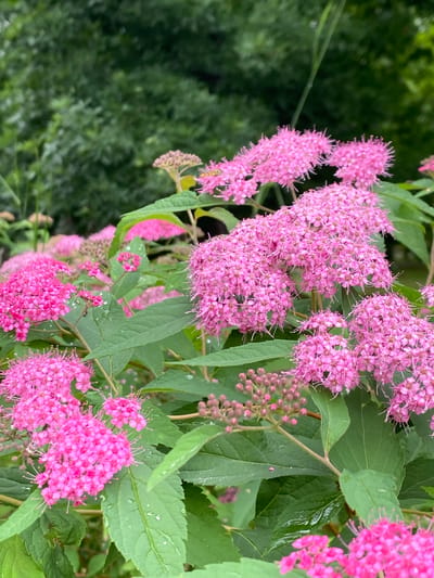 The image is a close-up shot of a cluster of bright pink flowers with green leaves in an outdoor setting. The flowers are small and densely packed, with a feathery appearance due to their numerous stamens. Some of the leaves have water droplets on them, suggesting recent rain or dew. In the background, out of focus, are more green foliage and a hint of darker green trees. The scene appears to be a garden or park, likely located in the city of Zapadny, Russia. There are no people or animals visible in the frame.