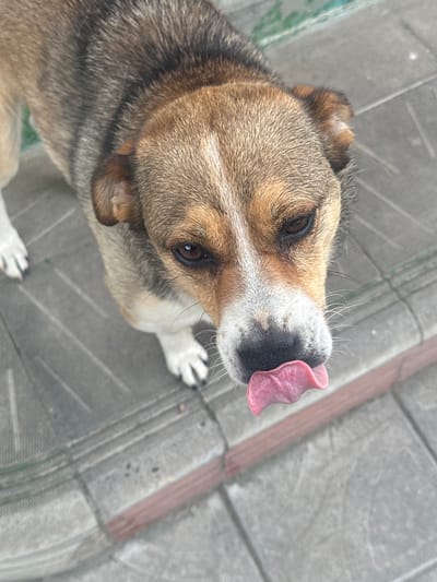A close-up, high-angle shot shows a medium-sized dog with brown and black fur, its tongue sticking out. The dog's head is tilted, and its eyes are open. The background consists of grey paved ground with visible lines and a wooden plank. The scene appears to be outdoors, possibly during the daytime. The dog's expression, with its tongue out, could suggest it is panting, tasting something, or being playful. No people are visible in the image.
