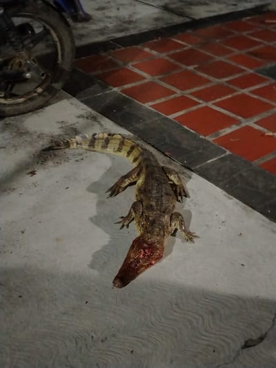 A dead juvenile caiman lies on a gray concrete surface. The caiman's head is severely injured, with exposed tissue and blood. The body is mottled brown with yellowish-brown bands on the tail. The concrete surface is adjacent to a red tiled area and a motorcycle wheel. The location is assumed to be Los Leoncitos, Venezuela.