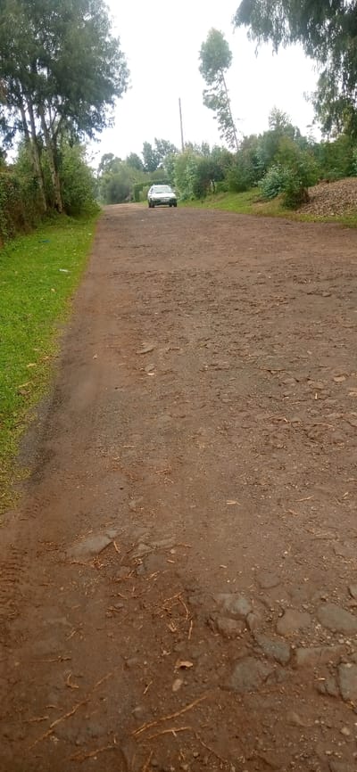 The image displays an unpaved, brown dirt road located in Limuru, Kenya, extending into the distance under an overcast sky. The road surface is irregular, showing numerous ruts, depressions, and exposed stones, along with scattered dry organic debris. A strip of vibrant green grass borders the left edge of the road. Dense vegetation, including tall, slender trees with light-colored trunks and various green bushes, frames both sides of the road. A single light-colored, possibly white, vehicle, identified as a sedan or small SUV, is stationary on the road in the mid-ground, facing the camera. Its front bumper, grille, and headlights are visible, along with a Kenyan license plate reading "KAE 911L". A utility pole stands vertically among the trees on the right side of the scene. No individuals are present in the depicted environment.