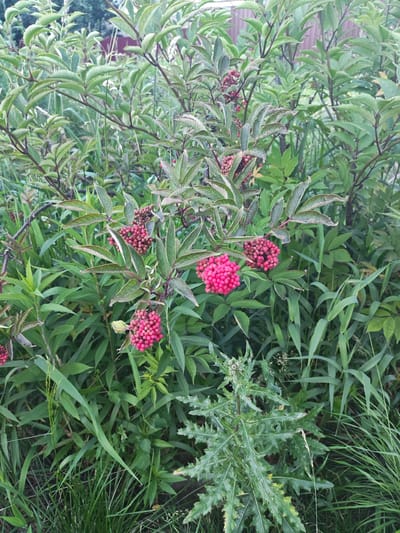 The image shows a cluster of plants with bright pink berries in the foreground, set against a backdrop of green foliage. In the lower right portion of the image, a spiky thistle-like plant is visible. The background includes hints of a wooden fence, suggesting an outdoor setting. The scene is likely located in the city of Vasylkovo, Russia, given the context provided.