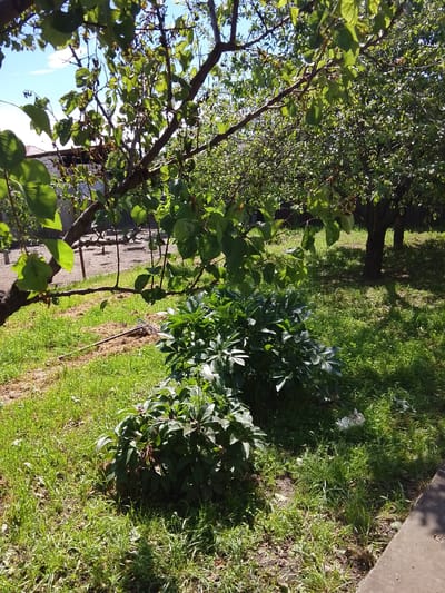 The image shows a garden in Assinovskaya, Russia. Three peony bushes are in the foreground, surrounded by grass. A metal rake lies on the grass behind the bushes. In the background, two fruit trees stand in the lawn. A building is visible through the branches of the trees. The weather is sunny.
