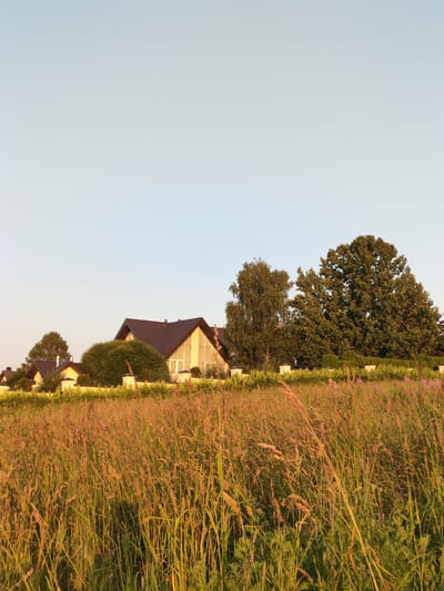 A low-angle shot captures a serene landscape at the Tourist Resort "Klyazma Reservoir" in Russia. The foreground is dominated by a dense field of tall, golden-hued grass, illuminated by the warm glow of the setting sun. In the midground, a row of low-rise houses with light-colored facades and dark roofs are nestled behind a decorative white fence. Lush green trees and manicured bushes form a natural backdrop for the residences. The sky above is a clear, pale blue, transitioning to a lighter hue near the horizon. The overall scene evokes a sense of peace and natural beauty.