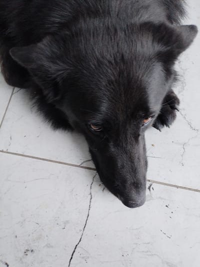 A black dog with pointed ears is lying on a tiled floor. The dog's head is positioned in the lower right quadrant of the image, with its snout extending towards the bottom center. The dog's eyes are open and looking downwards. The tiled floor is light-colored and shows some cracks and dark smudges. There are no people visible in the image. The scene appears to be indoors. The location in Вароніцкі сельскі Савет, Belarus, is not discernible from the image.