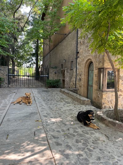 The image shows an outdoor scene in Domingo Arenas, Mexico. Two dogs are lying on a stone-paved area. One dog is brown and the other is black and tan. In the background, there is a building constructed of stone with a wooden door and window. The scene is partially shaded by trees with green leaves. A black metal fence is visible in the middle distance.