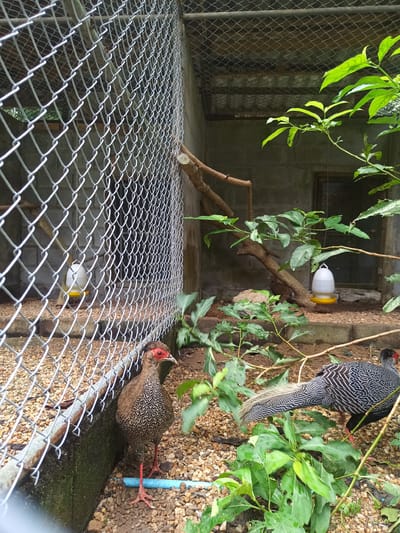 The image captures a bird enclosure in Takdat, Thailand. The enclosure is constructed with gray concrete blocks and wire mesh. Inside, two birds are visible. One bird has brown speckled plumage and red legs, standing near the enclosure wall. The other bird is gray with black and white striped patterning, partially obscured by foliage. Two hanging water or feed dispensers are present. The ground is covered with small stones and vegetation. Tree branches extend into the enclosure.