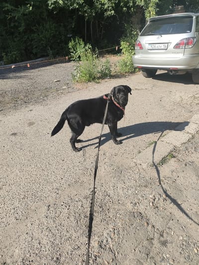 A black Labrador Retriever stands on a gravel and asphalt surface, facing the camera. The dog is wearing a red collar and a black leash. Behind the dog, a silver Lexus RX 300 SUV is parked. The license plate of the SUV reads "KZ 926 ADV 16". In the background, dense green foliage and trees are visible. The scene appears to be outdoors, likely in a residential area or park in Oskemen, Kazakhstan, given the license plate. The lighting suggests it is daytime, with strong shadows cast by the dog and the vehicle.