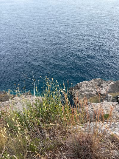 The image depicts a dramatic clifftop view overlooking a deep blue sea, likely in the Čami Do region of Montenegro. The perspective is a high-angle shot, looking down from the cliff edge.

The foreground is dominated by wild vegetation, with a mix of dry, straw-like grasses and greener plants with small, pale yellow flower buds. These plants grow right up to the edge of a rocky cliff face. The rocks themselves are textured and grey, showing signs of erosion. In some crevices of the cliff, small pools of clear, greenish water are visible.

The vast expanse of the sea fills the majority of the left side of the image. The water is a rich, dark blue and exhibits a subtle ripple pattern, suggesting a calm to moderately choppy surface. The lighting indicates it is daytime, with the sun casting subtle highlights on the water and illuminating the vegetation. There are no visible people or man-made objects. The overall mood is one of natural beauty and a sense of the rugged coastal landscape. The orientation of the image is vertical, with the cliff edge running diagonally across the frame from the top right to the bottom left.