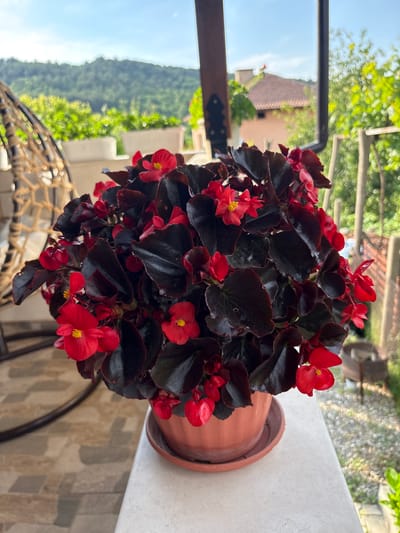 The image depicts a potted plant with vibrant red flowers and dark, almost black, ovate leaves, likely a Begonia, situated on a light-colored, possibly concrete or stone, ledge. The plant is housed in a terracotta-colored plastic pot resting on a matching saucer. To the immediate left, a portion of a woven, possibly rattan or rope, hanging chair or swing is visible. The floor beneath the chair features a light-brown and grey geometric tile pattern.
The background, set in Polena, Bulgaria, reveals a lush outdoor environment under a bright, clear blue sky with minimal cloud cover. In the distant left, blurred green, tree-covered mountains or hills rise against the horizon. Below them, additional blurred green foliage and white rectangular planters are visible on what appears to be a balcony railing. Towards the mid-right background, part of a building with a reddish-brown tiled roof and a light-colored wall is discernible amongst more blurred green foliage. Structural elements such as dark wooden beams and a black metal bracket are present, suggesting an overhead covering or porch. On the far right, a blurred glimpse of a garden or yard area shows light-colored ground, dense green foliage, and a vertical fence or railing. No individuals are present in the scene. The overall lighting suggests a sunny day.