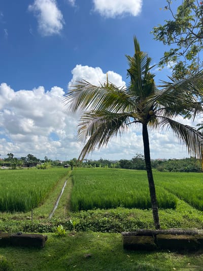 The image shows a lush, green rice field under a partly cloudy sky in Kerobokan Kelod, Indonesia. A tall coconut palm tree stands prominently in the foreground. A narrow irrigation ditch runs through the rice paddy. The vegetation alongside the field appears dense and green. Buildings and other vegetation are visible in the background, indicating a populated area.