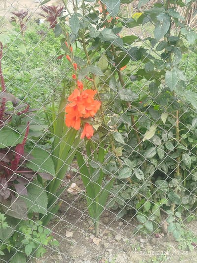 The image shows a cluster of vibrant orange flowers, possibly gladiolus, in full bloom, peeking through a wire fence. The flowers are the focal point, with their bright petals contrasting against the lush green foliage of surrounding plants. Behind the flowers, a rose bush with dark green leaves and thorny stems is visible, adding texture and depth to the scene. The wire fence, with its diamond-shaped mesh, runs across the foreground, partially obscuring the view of the garden and creating a sense of enclosure.
To the left of the orange flowers, a plant with deep red, feathery inflorescences adds another splash of color and visual interest. The ground beneath the plants is covered with soil and scattered with dry leaves, suggesting a garden setting. The overall impression is one of a natural, somewhat wild garden, with plants growing freely.
The image is taken outdoors during the daytime, as indicated by the natural lighting. The time stamp "24.06.2026 17:45" suggests that it was captured in the late afternoon. The setting appears to be a garden in Özgön, Kyrgyzstan. There are no people visible in the image, and the focus is entirely on the botanical elements and the fence. The image evokes a sense of natural beauty and the simple charm of a blooming garden.
