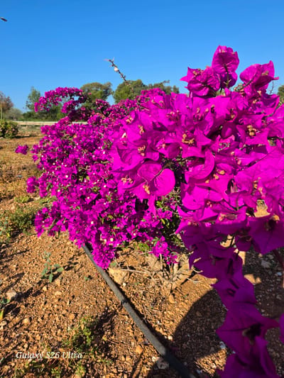 The image shows a close-up of bougainvillea flowers in full bloom, with vibrant purple petals. The flowers cascade over a section of dry, brown ground interspersed with small rocks and sparse vegetation. A black irrigation pipe runs across the ground near the flowers. In the background, glimpses of trees, shrubs, and open land can be seen against a clear, blue sky. The image is oriented at an angle. The location is likely Paralimni, Cyprus, based on the context.