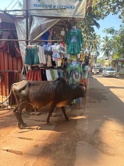 A cow stands on a street next to a clothing stand. The stand has a variety of clothes on display. Behind the stand is a street with trees and cars. The cow is facing away from the camera and is looking up. The cow is brown and has horns. The clothing stand is covered in a blue and white tarp. The street is paved and has some cracks in it.