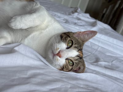 A domestic cat is depicted lying on white bed linens, presumed to be within a residence in Chippenham, United Kingdom. The feline subject exhibits a tri-color coat, predominantly white with brown-grey tabby markings on its head, ears, and face, alongside ginger-orange patches. Its eyes are a distinct green, and its nose is pink. The cat is in a recumbent position, with its head tilted and eyes open, maintaining direct eye contact. One forepaw is curled and rests on its chest/abdomen. The immediate environment consists of white, wrinkled fabric consistent with bedsheets or a duvet. The background is out of focus, indicating an indoor setting.